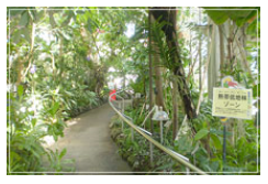 熱帯植物館
